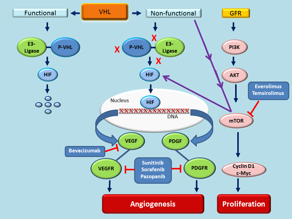 Figure 1. The role of VHL and mTOR in angiogenesis and proliferation of RCC.